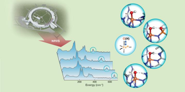 Researchers Probe Hydrogen Bonds with NRVS