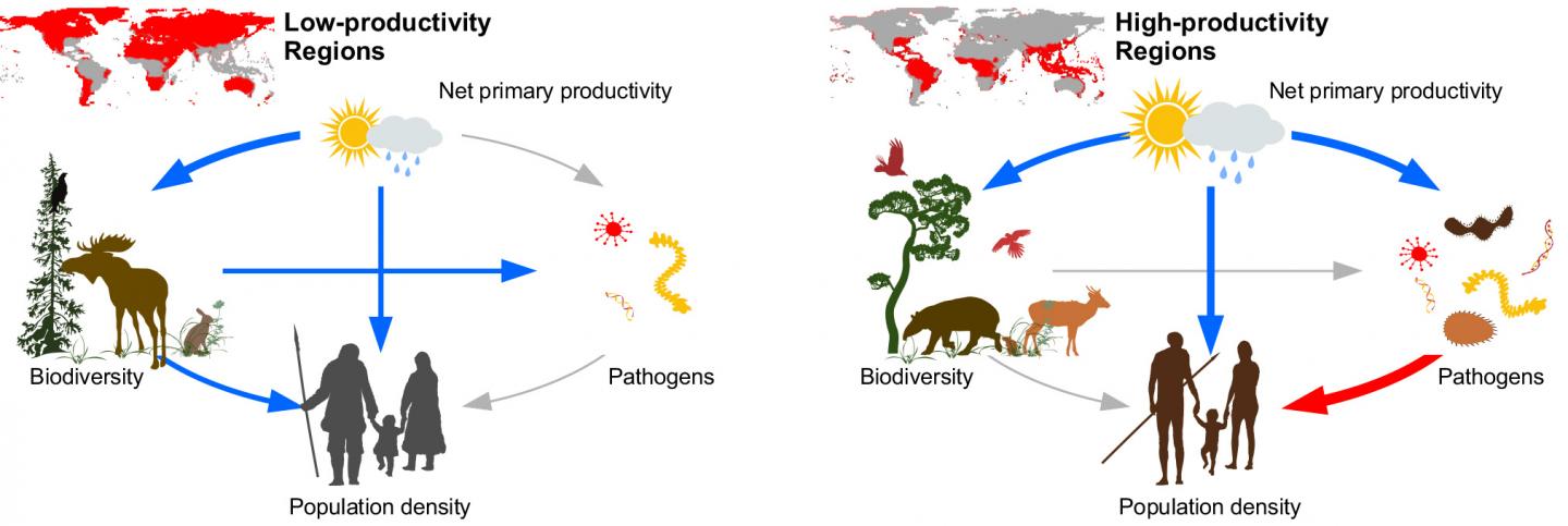 Environmental Factors Shaping the Global Population Density Patterns of Pre-Agricultural Humans