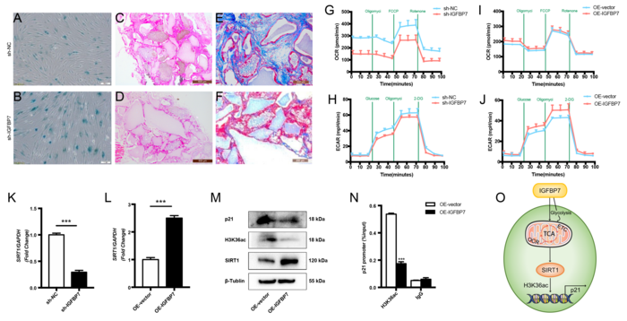 A Diagram Demonstrating how IGFBP7 prevents DPSC senescence and promotes tissue regeneration