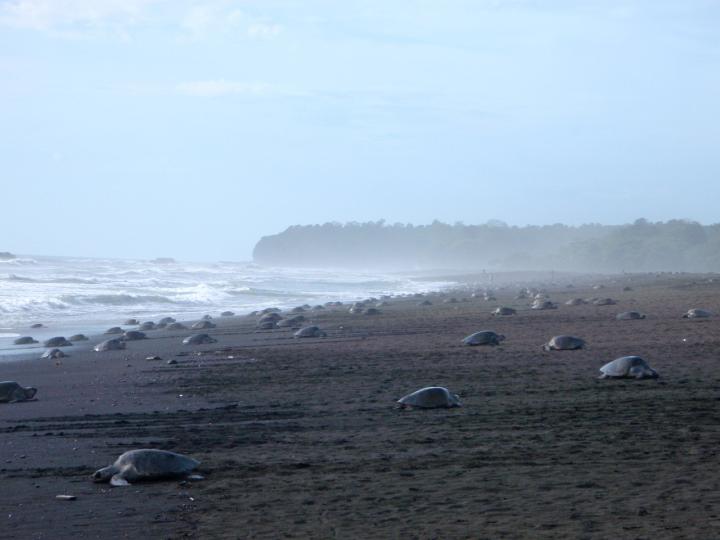 Turtles Costa Rica