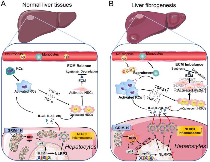 Mitochondrial GRIM19 Loss Induces Liver Fibrosis through NLRP3/IL33 Activation via Reactive Oxygen Species/NF-кB Signaling