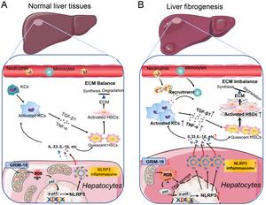 Mitochondrial GRIM19 Loss Induces Liver Fibrosis through NLRP3/IL33 Activation via Reactive Oxygen Species/NF-кB Signaling