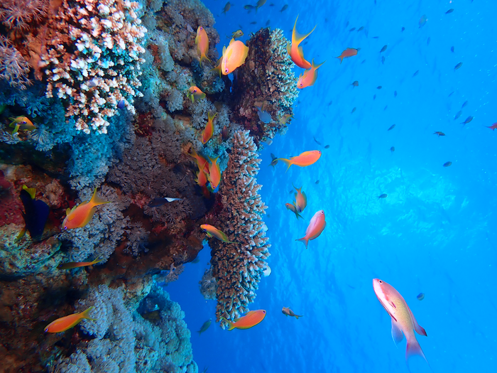 Corals may look healthy, but coastal urbanization is destroying their delicate biorhythm