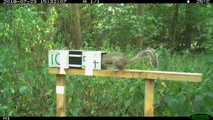 Grey squirrel accessing bait hopper