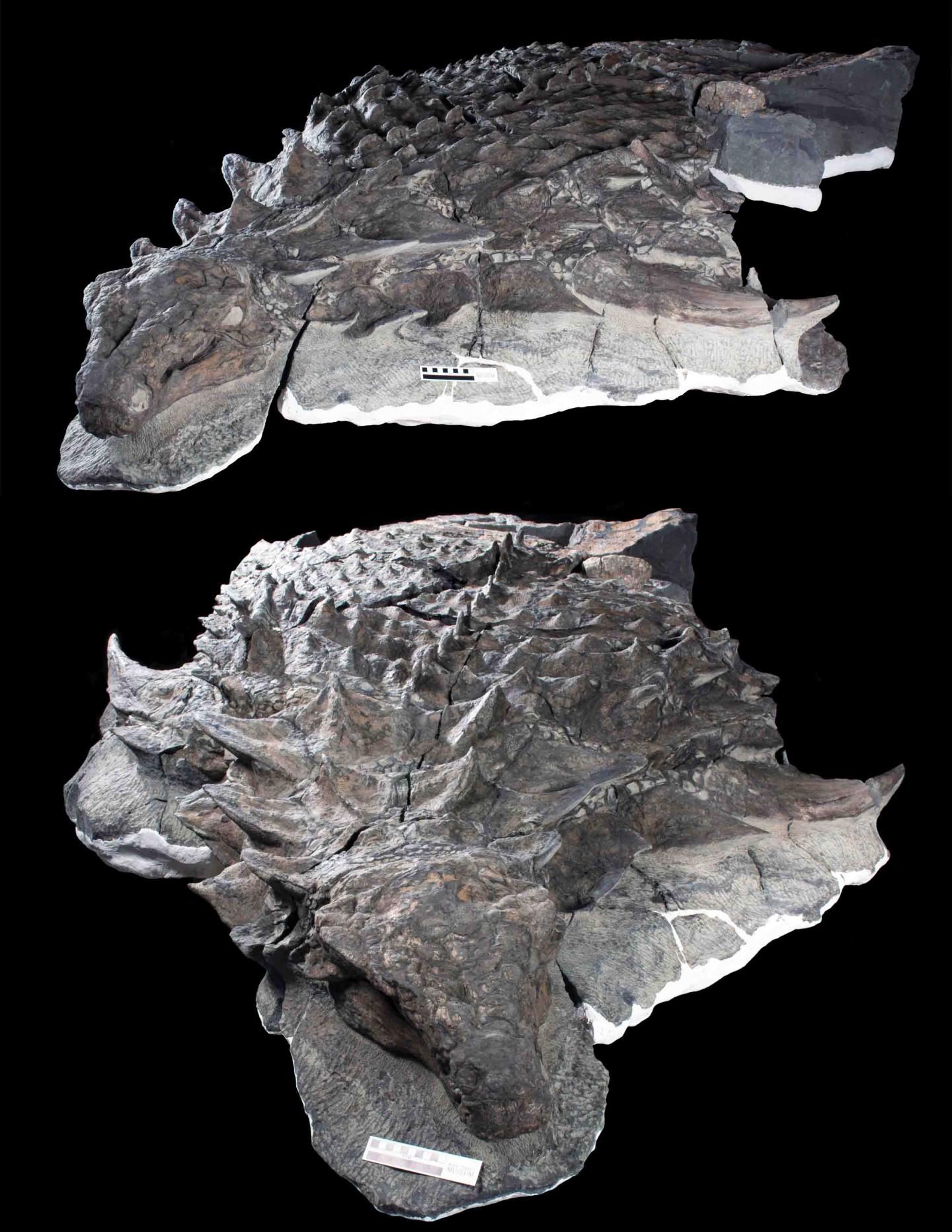 Holotype of <I>Borealopelta markmitchelli</I>