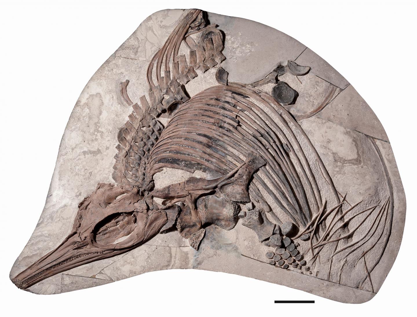 A well-preserved ichthyosaur species discovered in Dorset