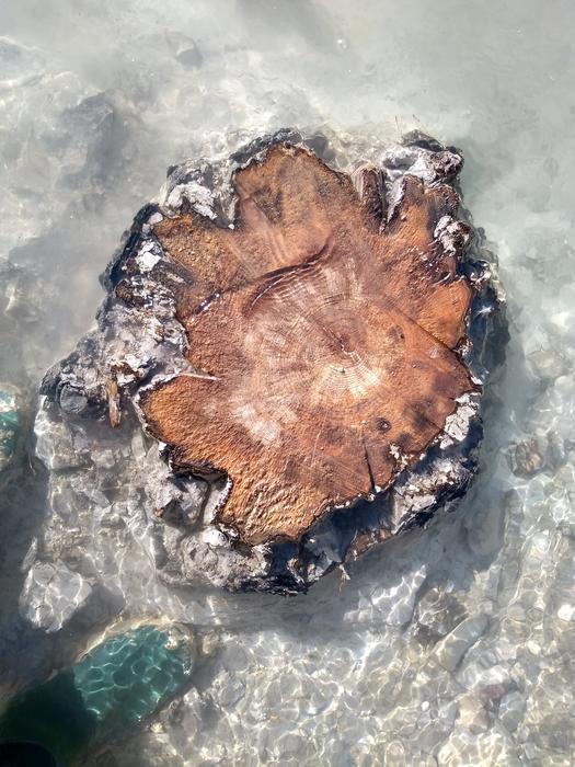 Tree rings of a buried subfossil tree in the Drouzet river