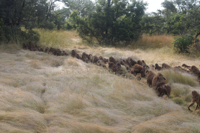A group of Guinea baboons at the Simenti field station in Senegal walks through a grassy landscape.