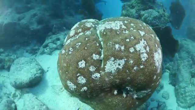 Underwater Video at Looe Key in the Lower Florida Keys (1988 to 2019)