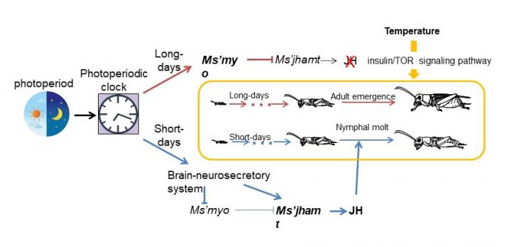 A Scheme of the Photoperiodic Control of Nymphal Development in the Cricket Modicogryllus siamensis