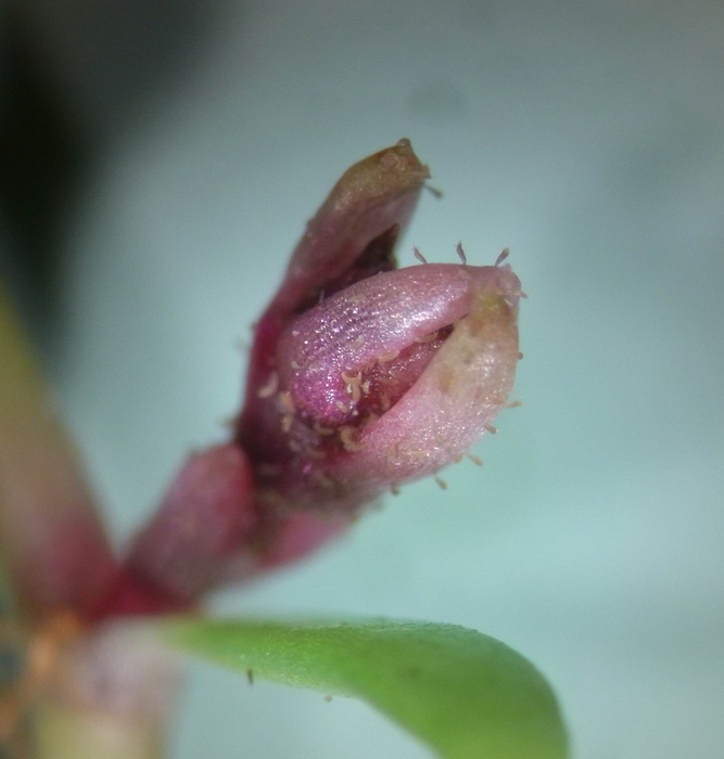 Aculus crassulae on Crassula bud