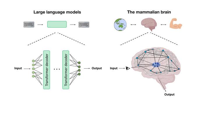 Differences between mammalian brains and large language models