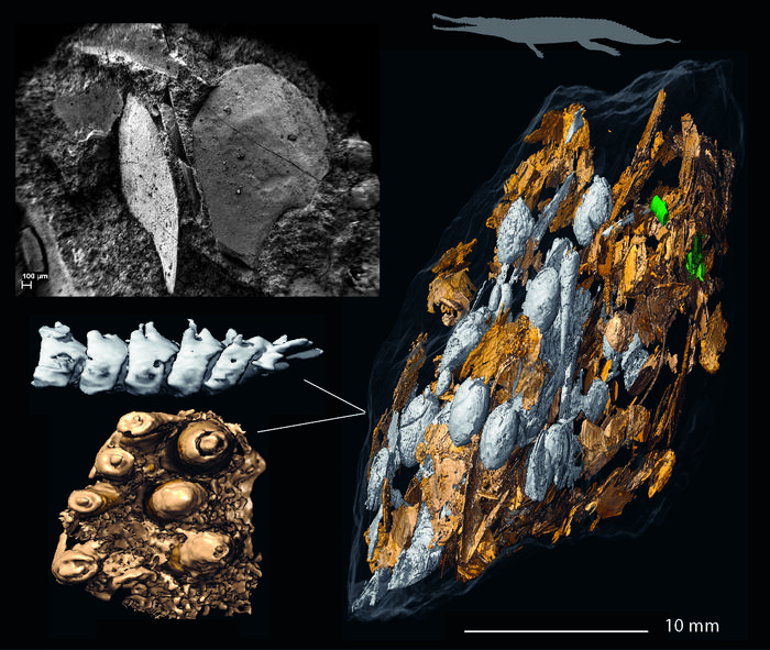 Large coprolite with fish remains: A coprolite fragment densely packed with fish bones, likely produced by the phytosaur Paleorhinus.