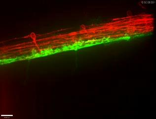 Time-lapse Video of Gial Cell Movement