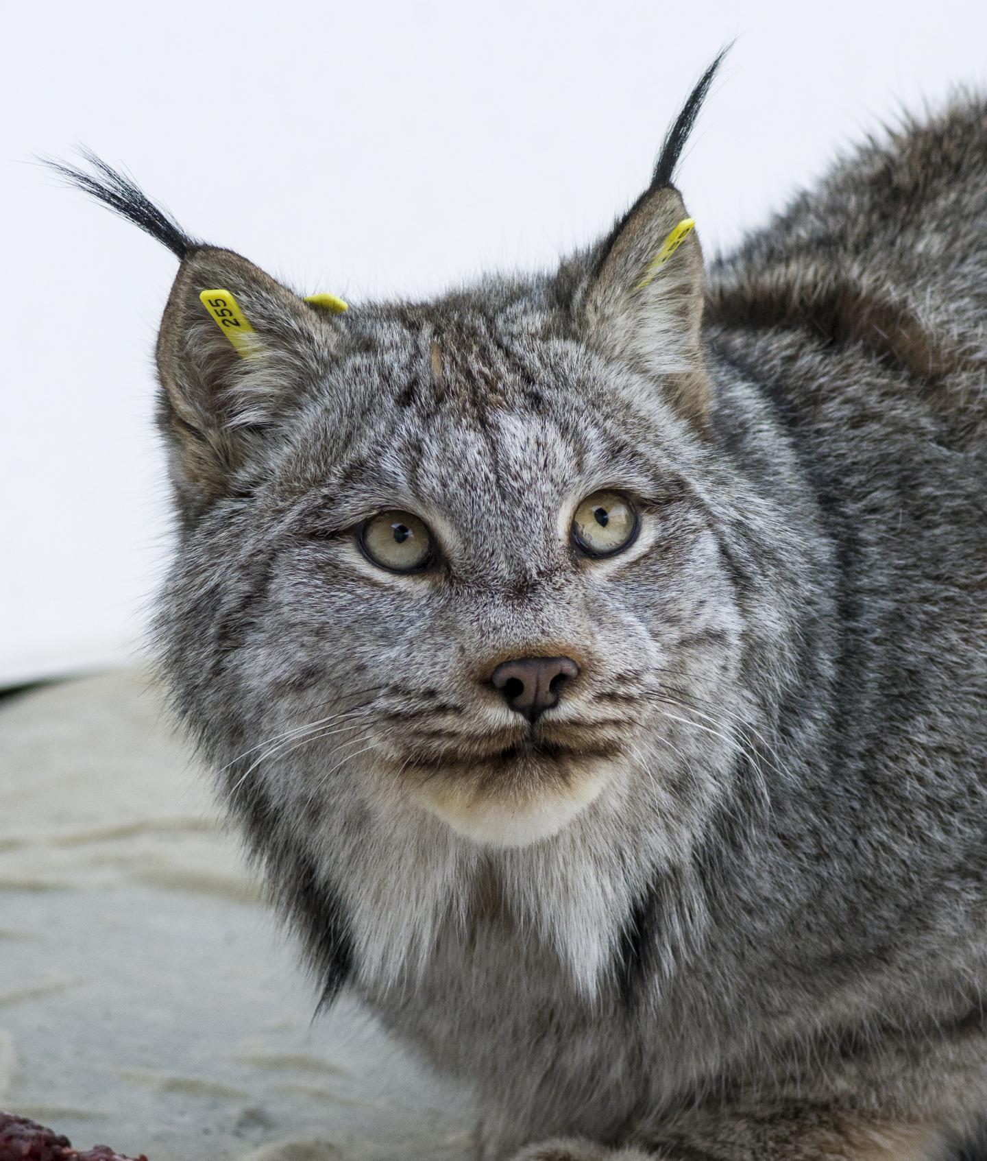 A Canada Lynx