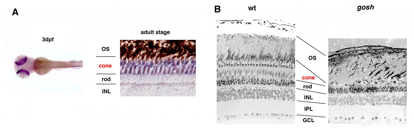 Changes in the Zebrafish Eye Morphology in the Gosh Mutant