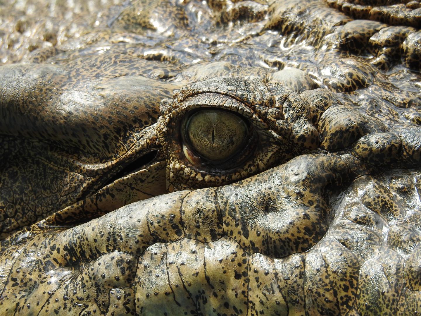 Dangerous Reptiles [IMAGE] EurekAlert! Science News Releases