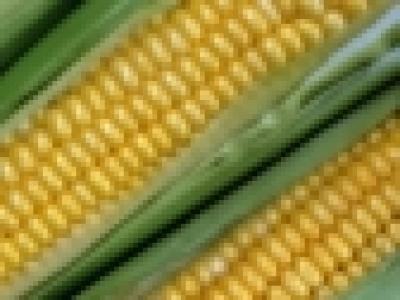 All Eyes and Ears on the Corn Genome