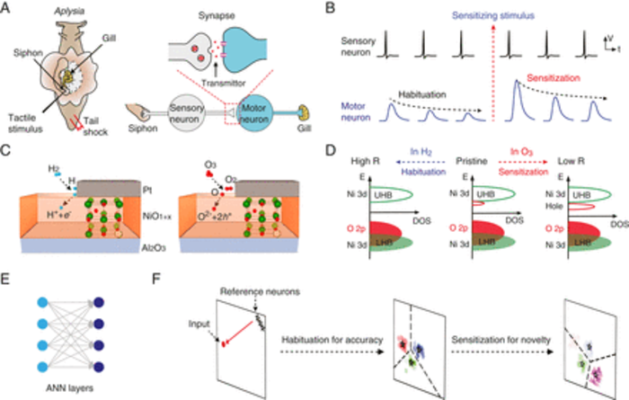 Researchers Find Human Learning Can be Duplicated in Solid Matter
