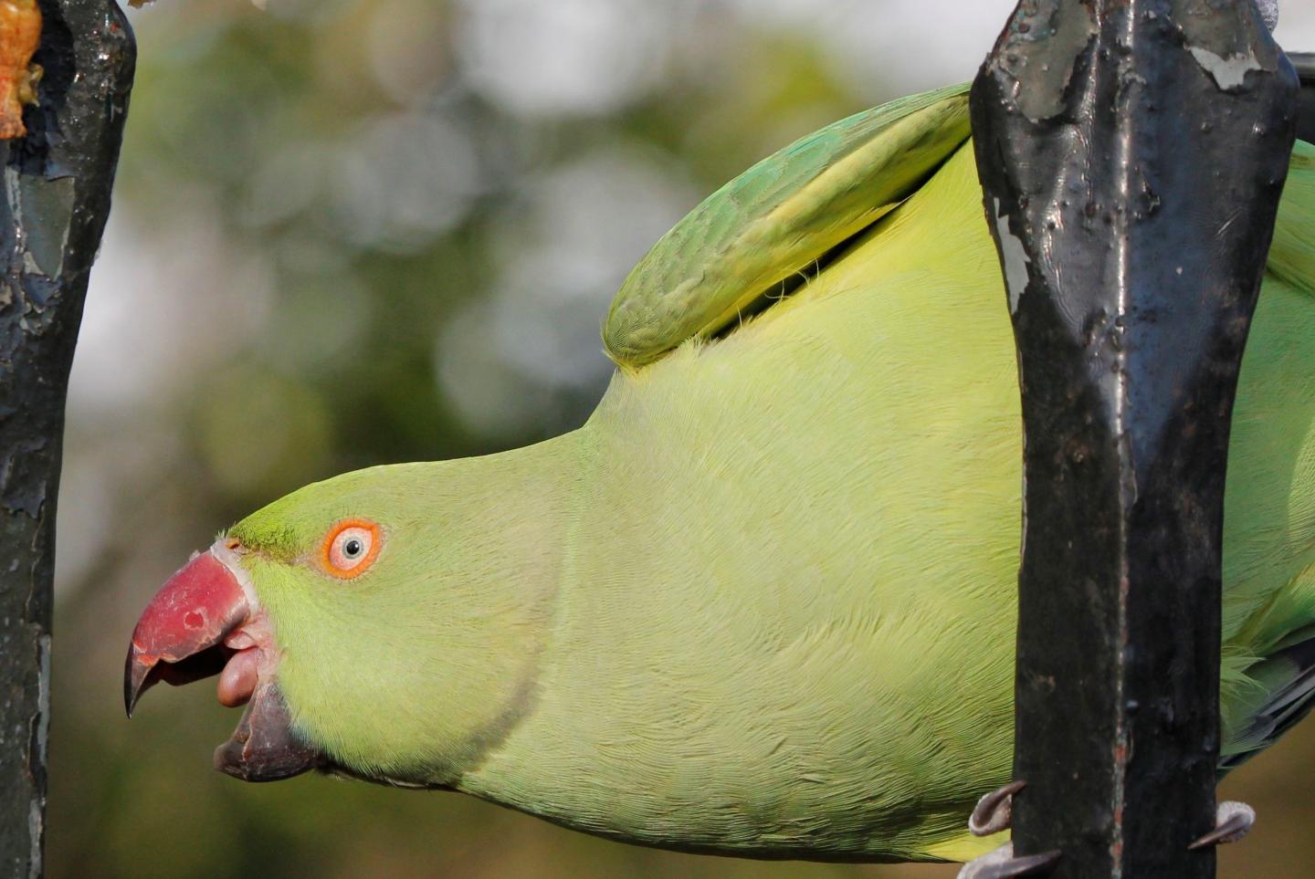 The Ring-necked Parakeet (<em>Psittacula krameri</em>)