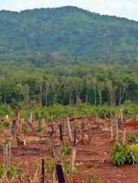 Protected and Intact Forests Lost at an Alarming Rate around the World (1 of 2)