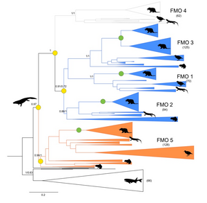 Evolutionary tree of FMO genes