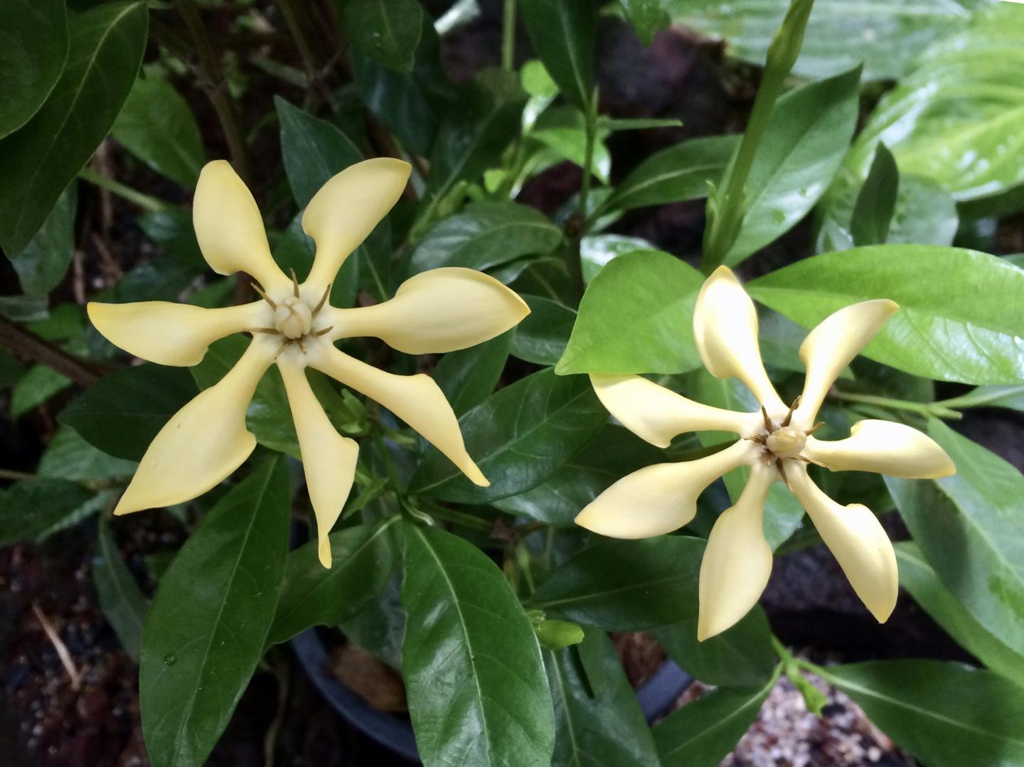 Gardenia jasminoides