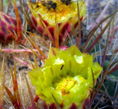 Invasive Ants Harassing Pollinators