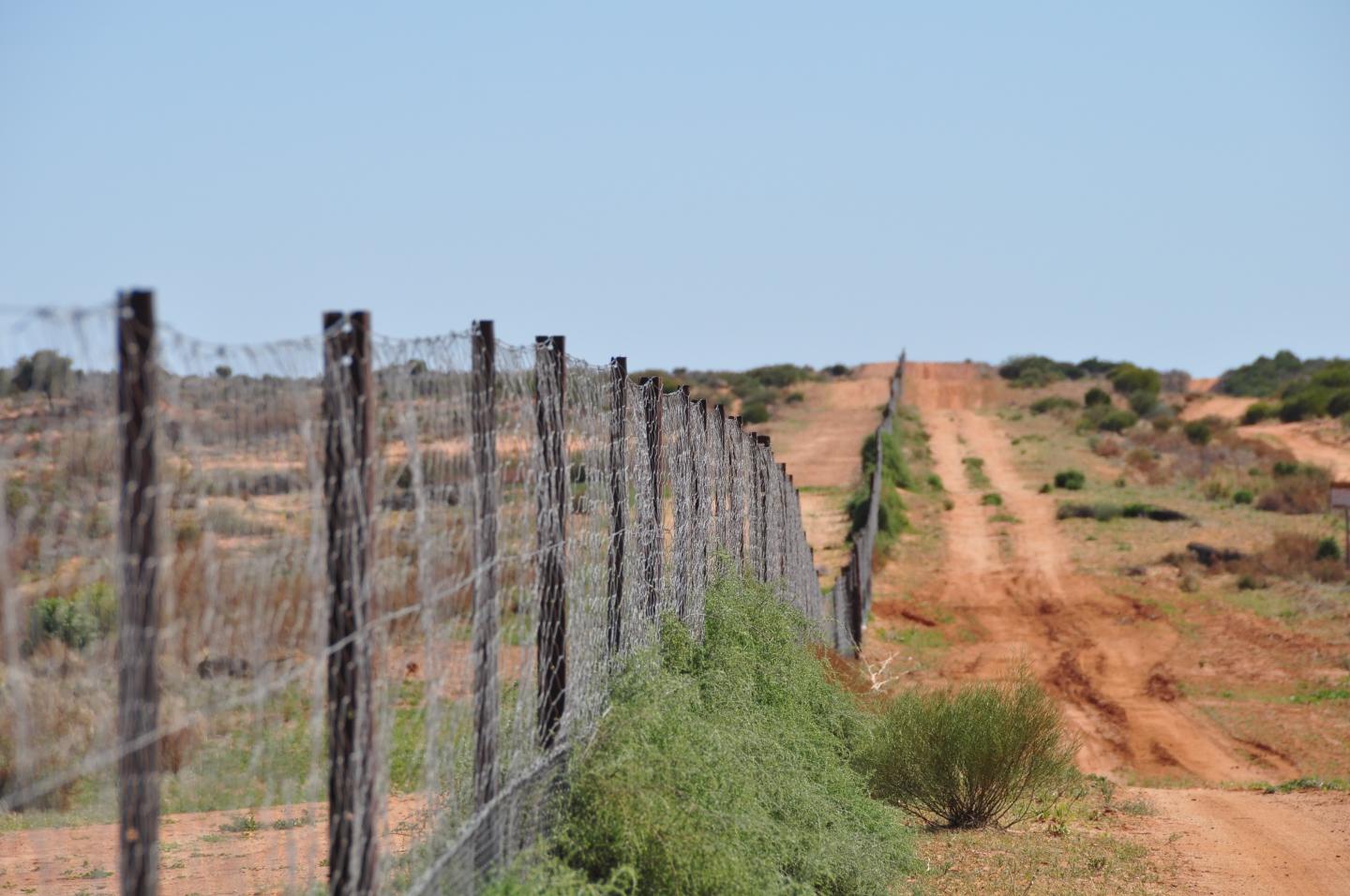 detective-work-across-dingo-fence-reveals-new-eurekalert