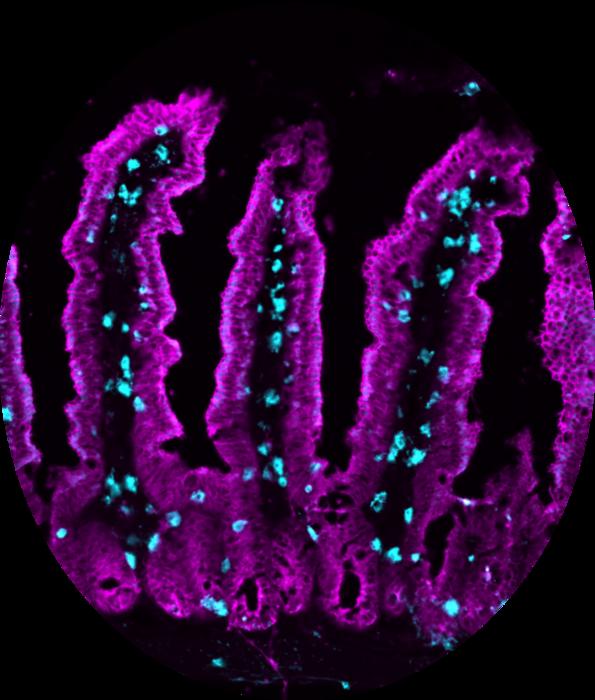 Immune cells