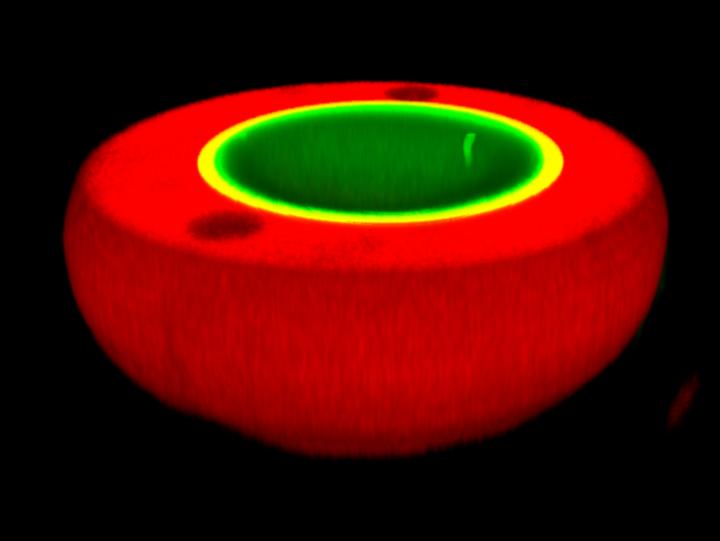 Confocal Fluorescence Microscopy Image