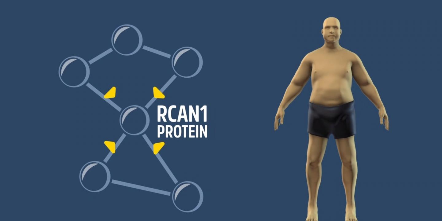 Gene that Lets You Eat as Much as You Want Holds Promise against Obesity