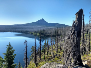 Forest near Big Lake, Oregon