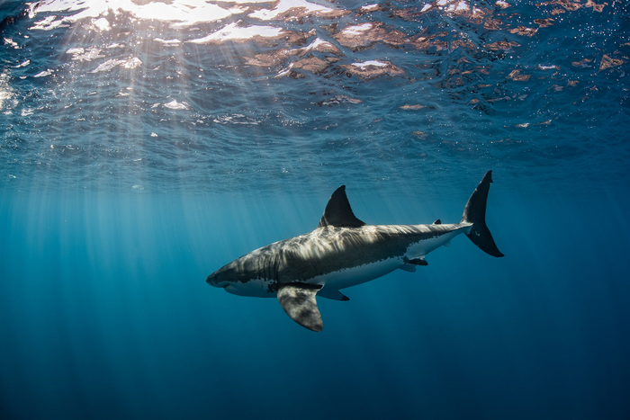 RS8489_DSC_8867_© MatthewDuring_light