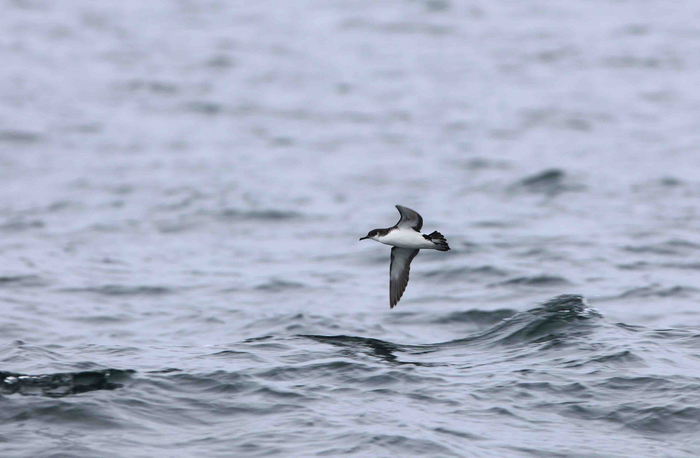 Manx shearwater flying over the sea