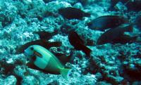 Surgeonfish and Parrotfish Feeding on Algae