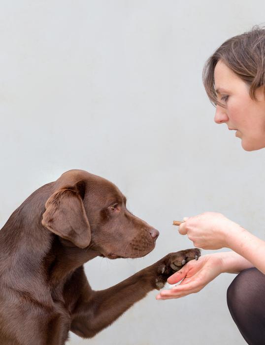 Researcher with a Labrador retriever