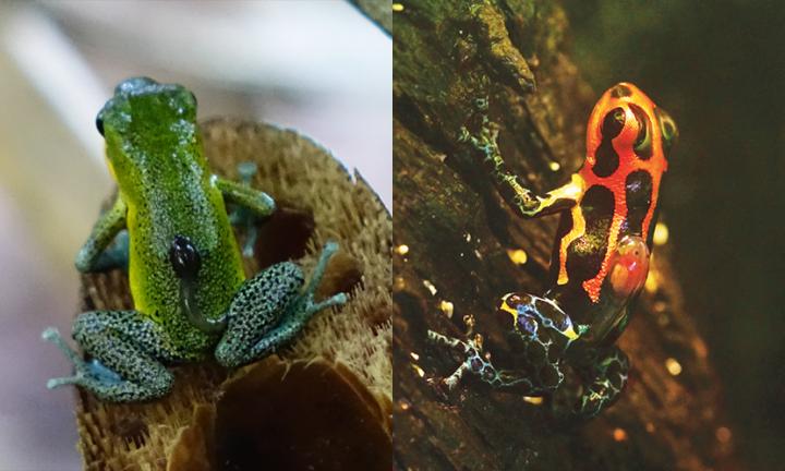 Poison Frogs