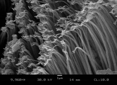 Scanning Electron Microscope