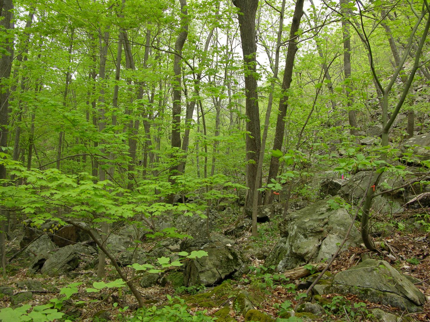 Striped Maple Forest