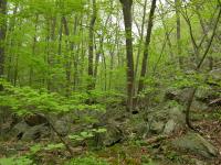 Striped Maple Forest