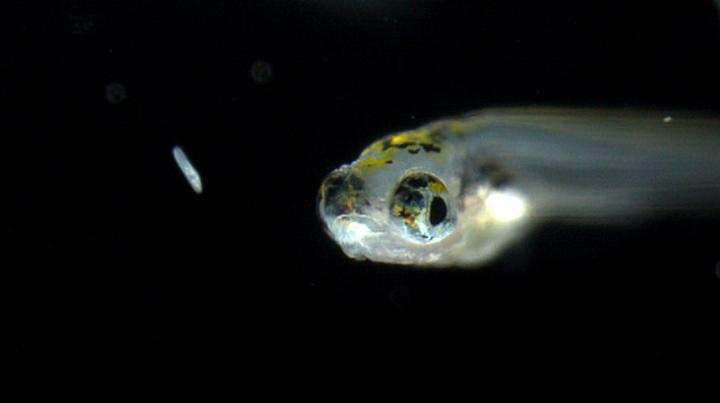 One-Week-Old Zebrafish Larva and a Paramecium