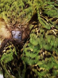 New Zealand’s kākāpō developed different feather colors to evade predatory birds