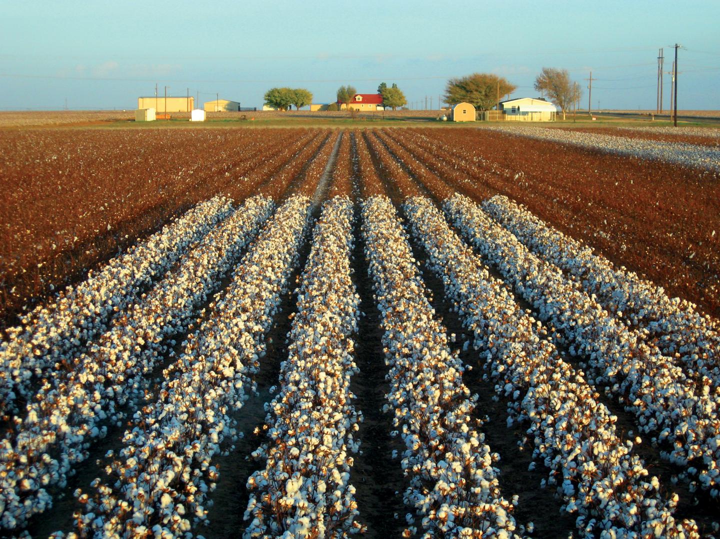 Cotton Field