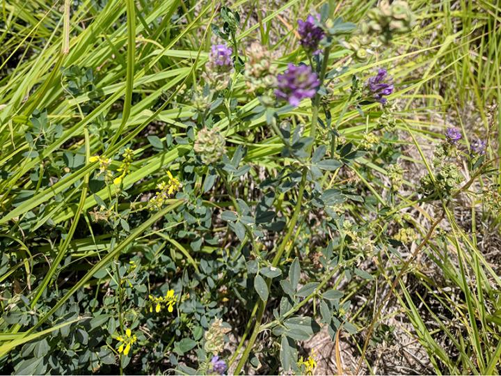 Alfalfa and grass