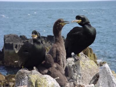 Shags on the Isle of May, Scotland