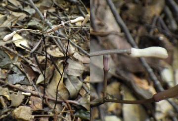 Closed Marriage: An Orchid that Never Blooms (1)