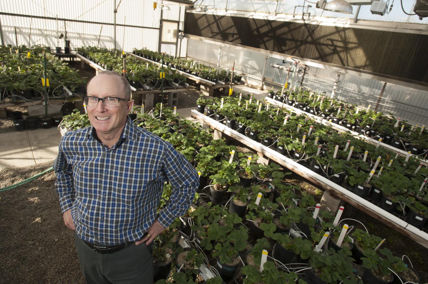 $4.5 Million Grant Funds New Disease-Resistant Strawberries