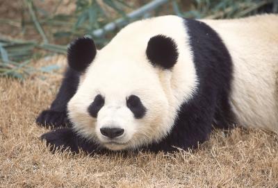 Giant Pandas Have Color Vision
