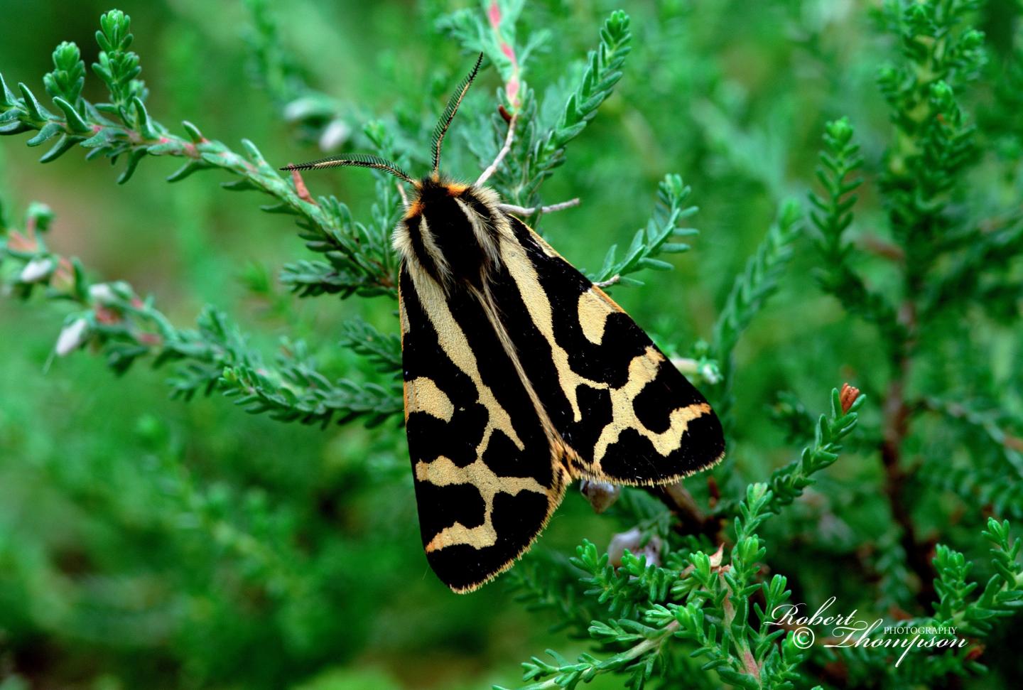 Wood Tiger Moth